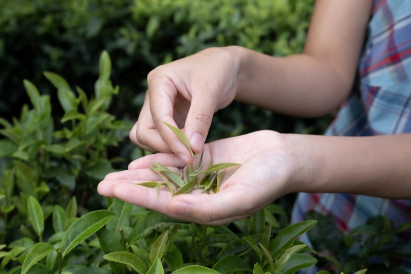 株式会社　宮﨑茶房